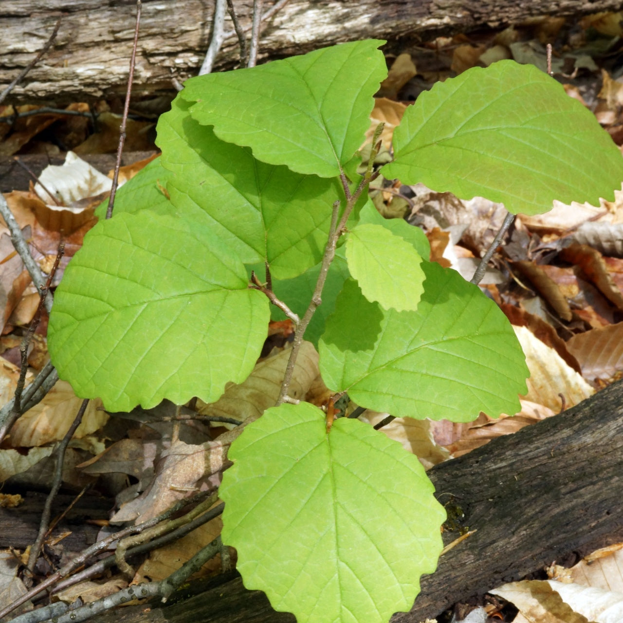 Green leaves on a seedling in the  forest 