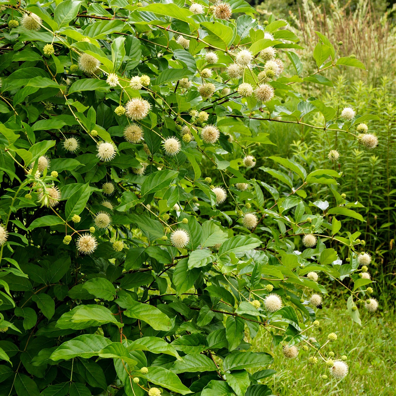 Button Bush
