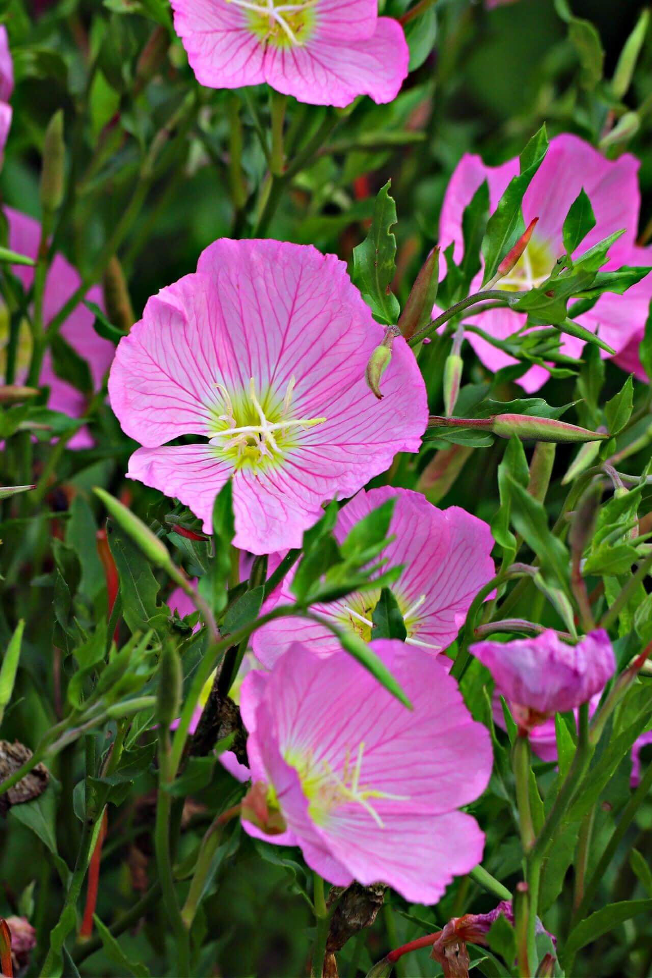 Pink Evening Primrose For Sale Online Buy 1 Get 1 Free