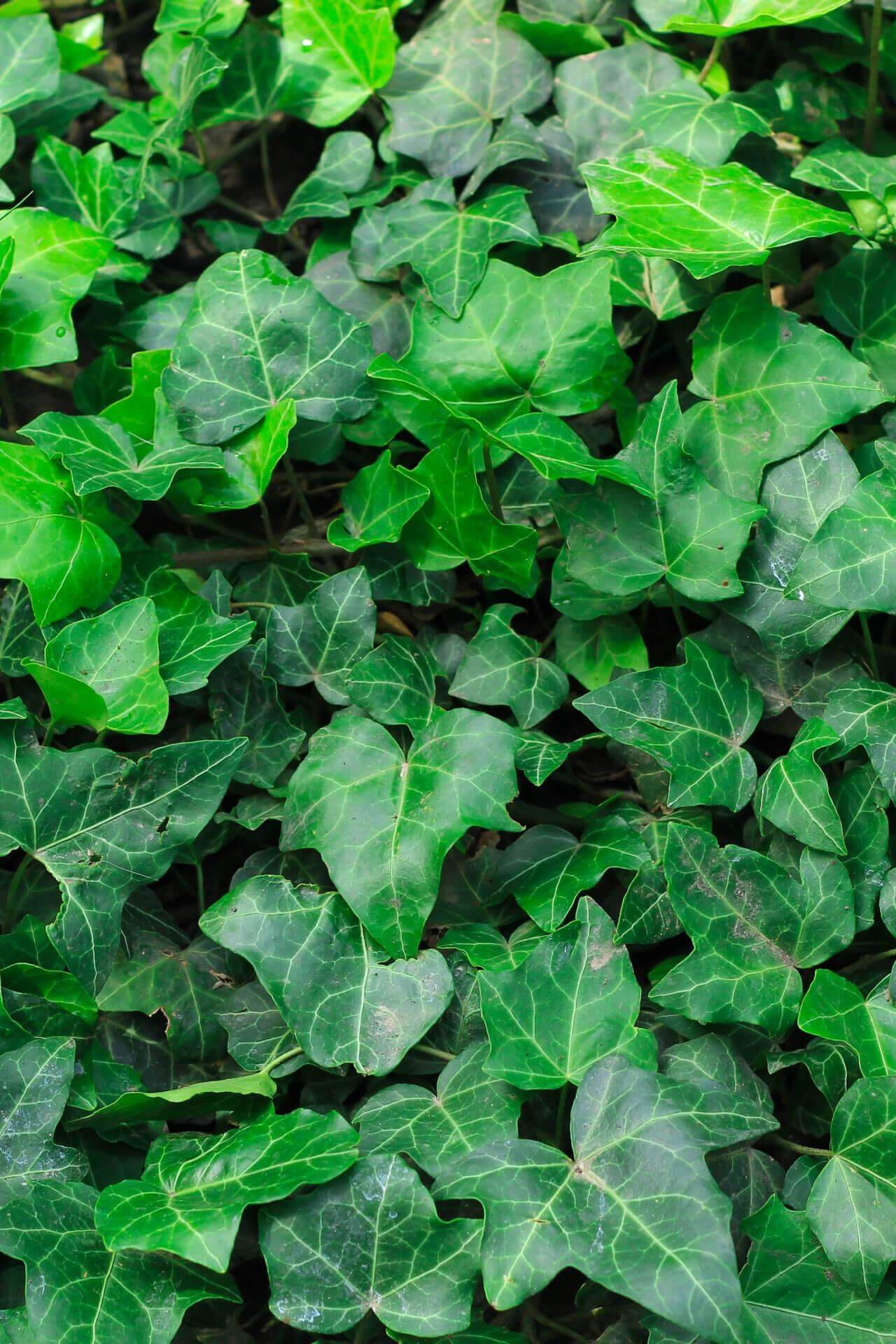 English Ivy Plants For Sale Wholesale Nursery Co