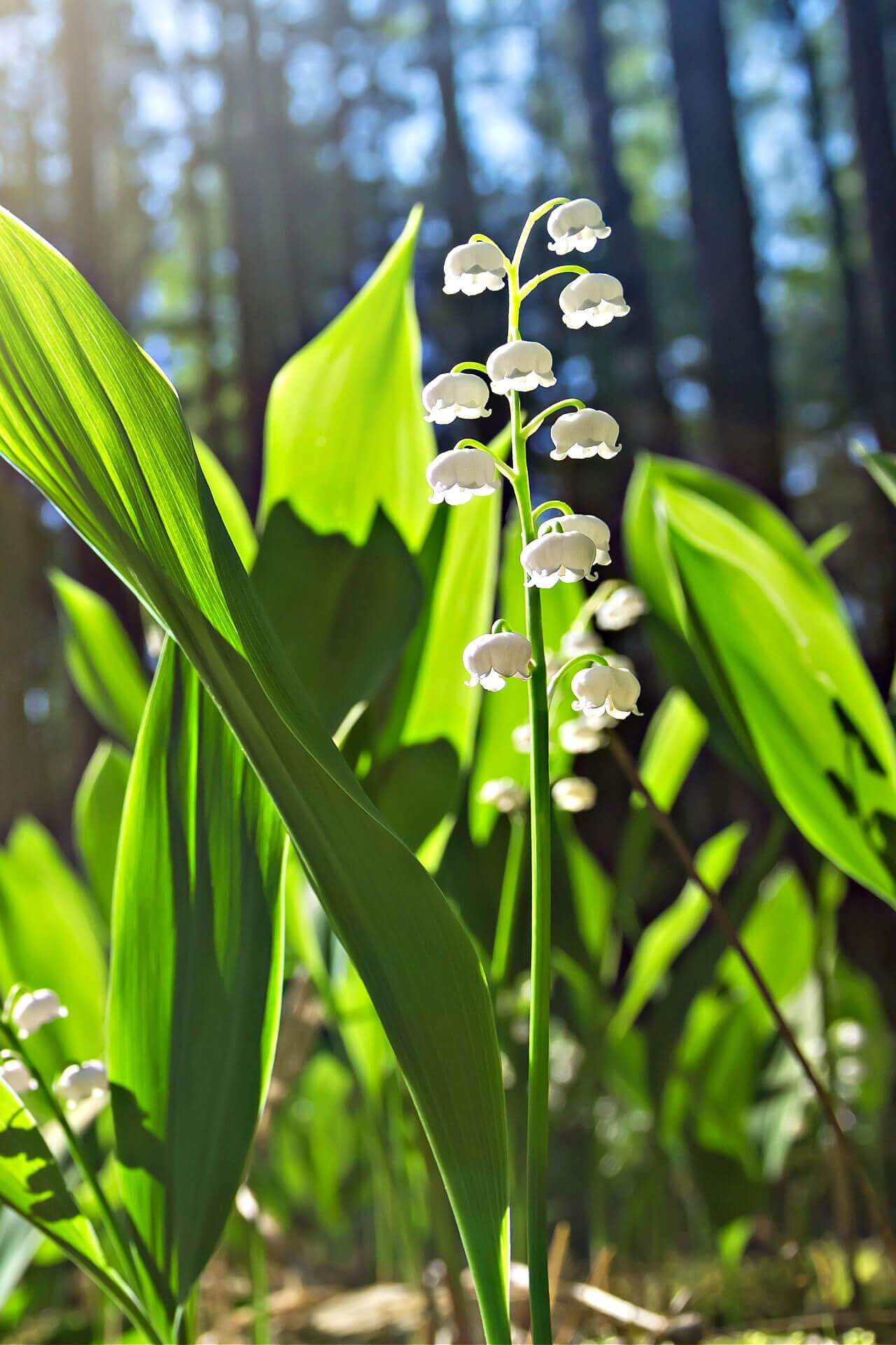 Convallaria majalis (Lily of the Valley, Lily-of-the-valley)