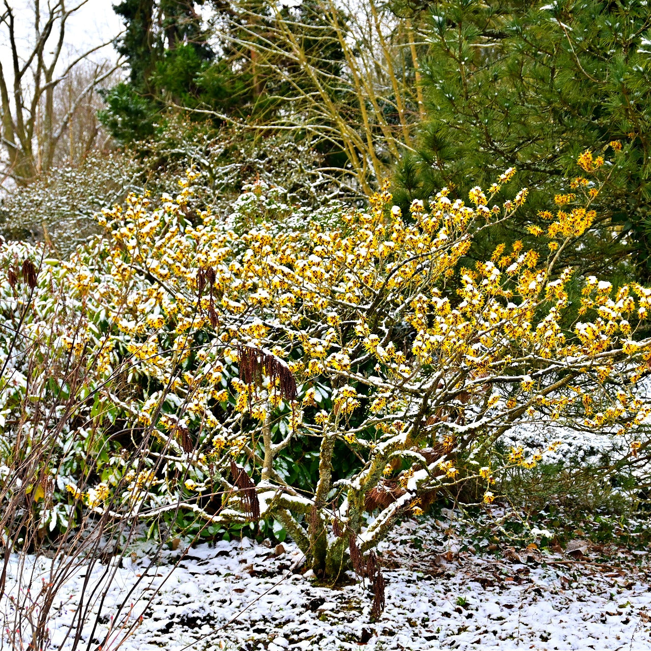 Snow-covered Witch Hazel Shrub