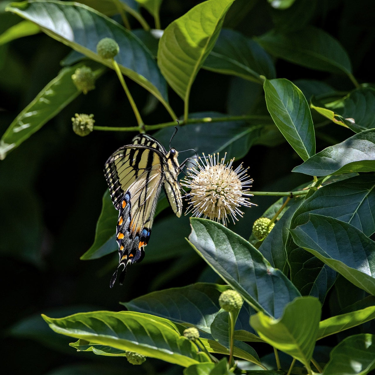 Cephalanthus occidentalis
