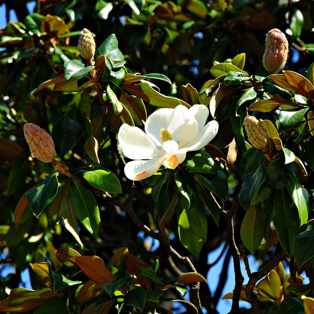 A white flower among green leaves on a southern magnolia tree.