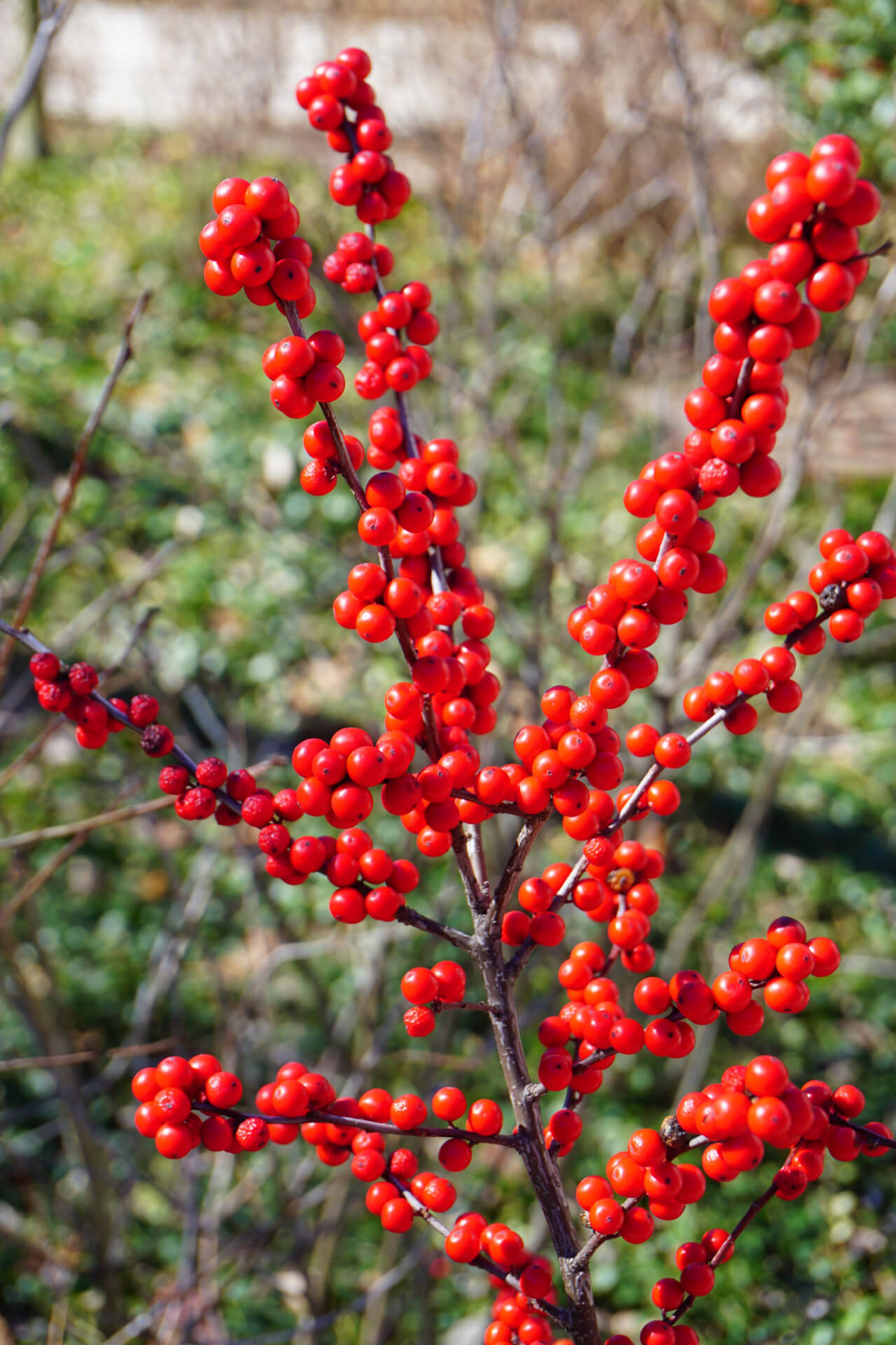 Winterberry "Winter Red"