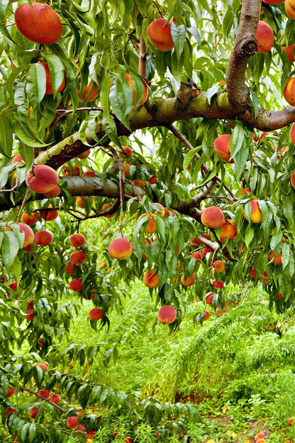 Fruiting Peach Tree