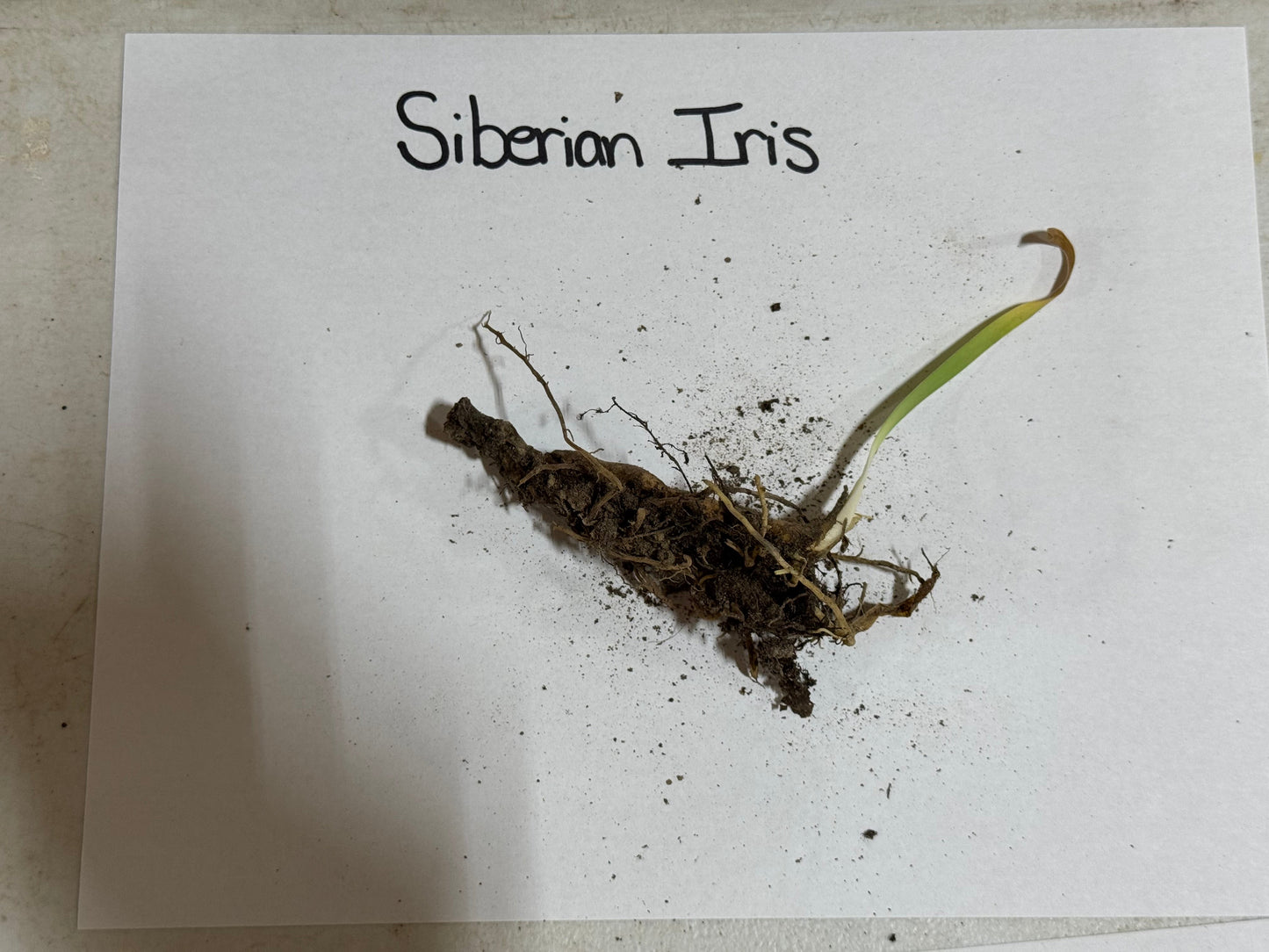 Siberian Iris root