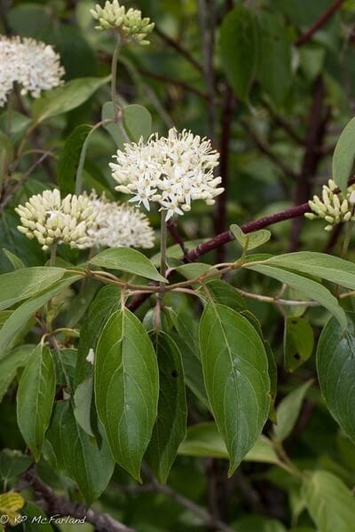Buy Silky Dogwood Online at TN Nursery 
