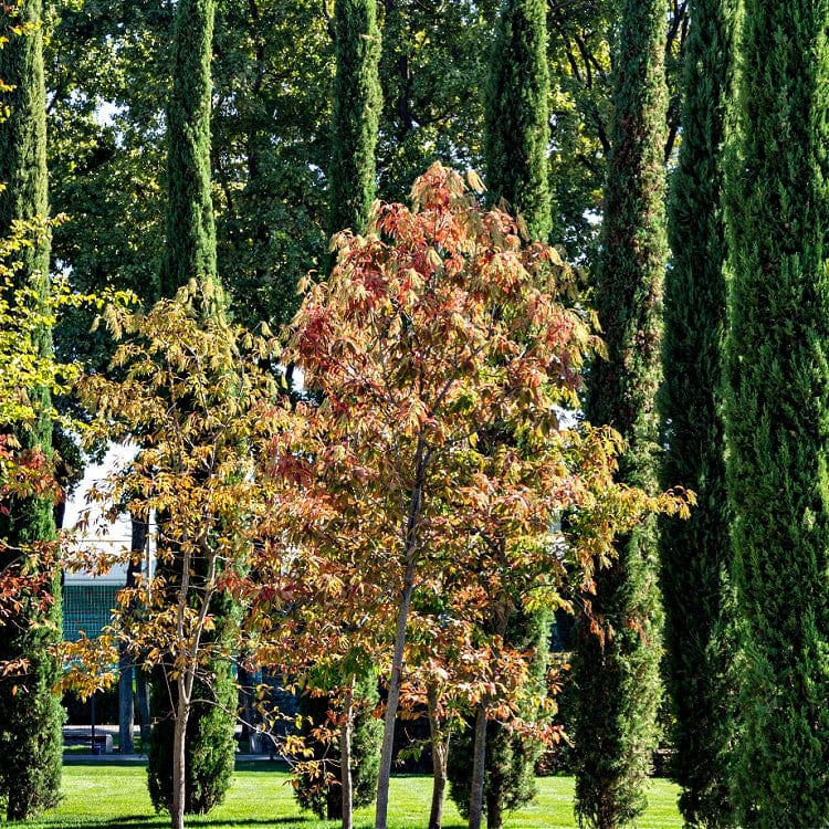 Buy Sourwood Tree Seedlings Online at TN Nursery 