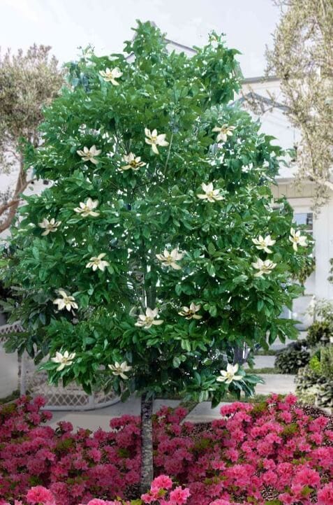 Buy Sweet Bay Magnolia Online at TN Nursery 