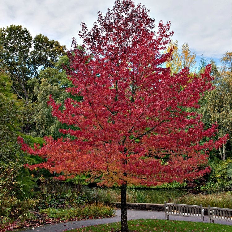 Vibrant red maple tree with dense foliage in park, Sweet Gum Seedlings product