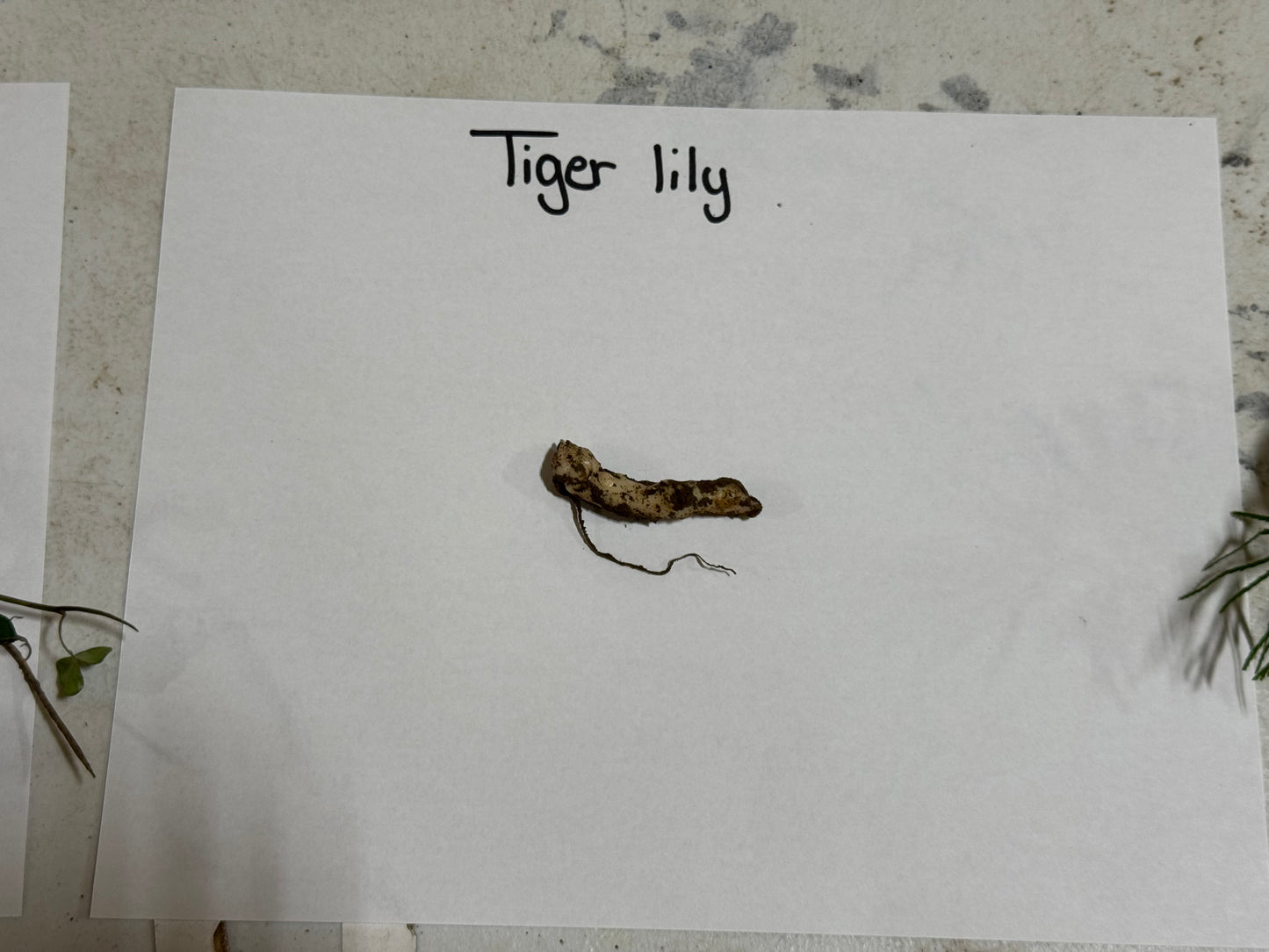 Tiger Lily root