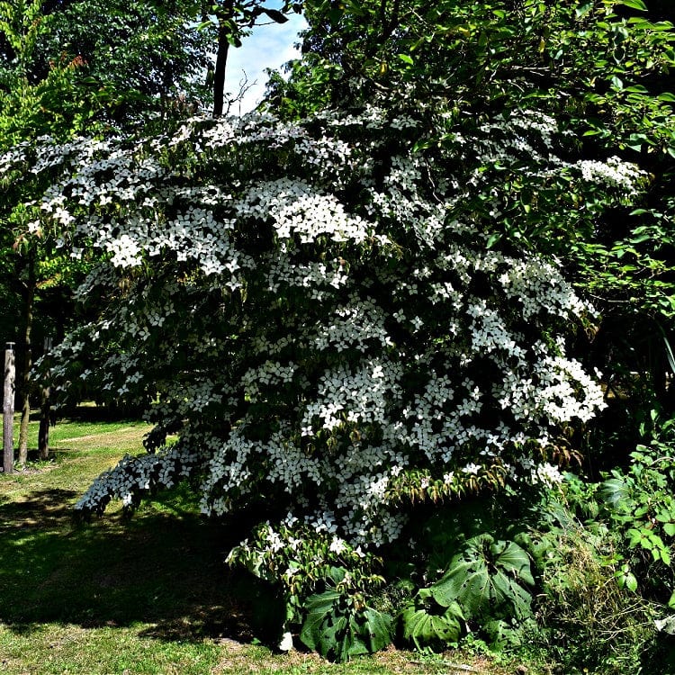 Buy White Dogwood Seedling Online at TN Nursery 