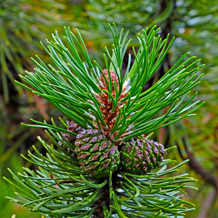 Buy White Pine Seedling Online at TN Nursery 
