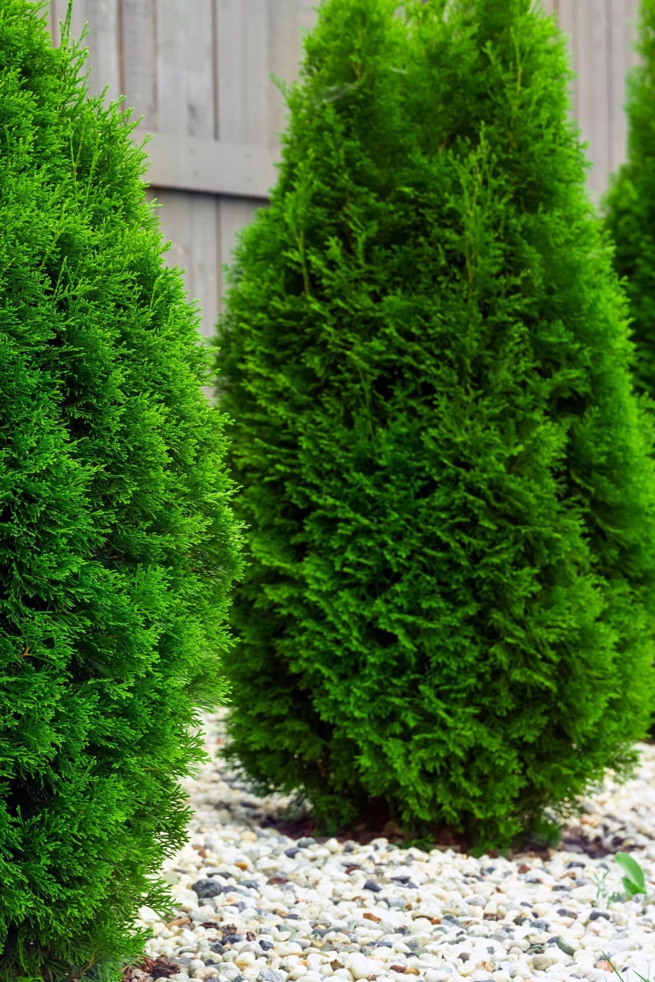 Vibrant American Arborvitae conical evergreen shrubs with dense feathery foliage
