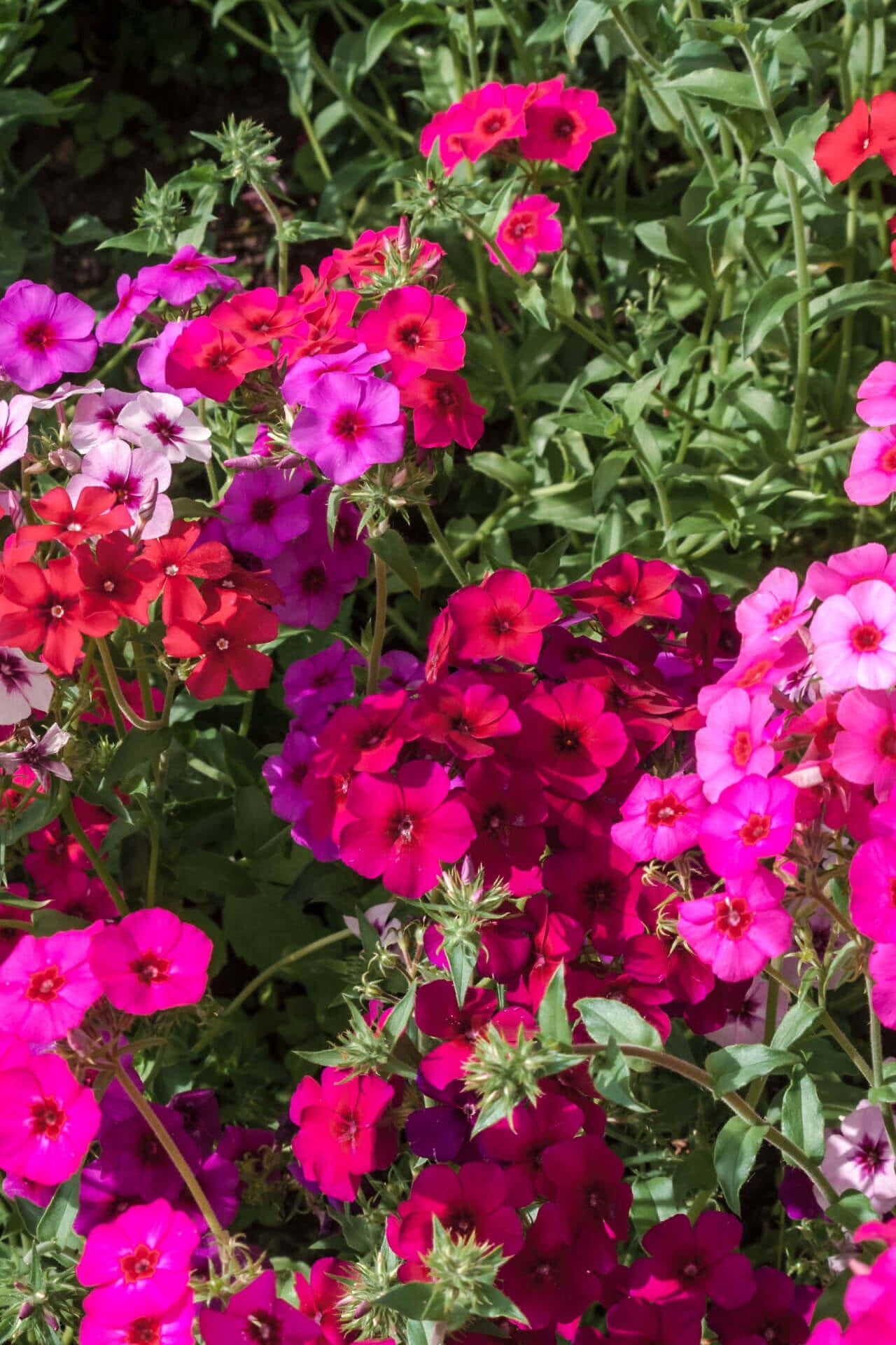 Buy Annual Phlox Online at TN Nursery 