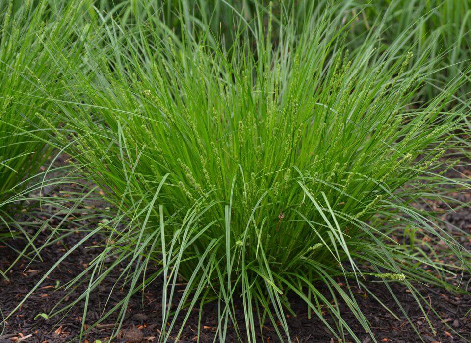 Buy Appalachian Sedge - Package of 25 Plants Online at TN Nursery 