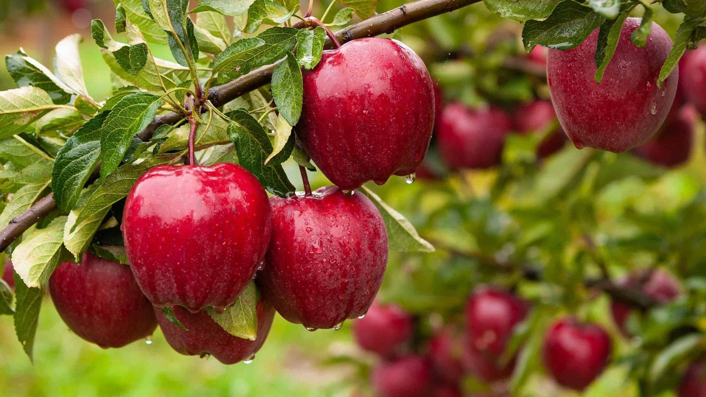 Buy Apple Trees Online at TN Nursery 