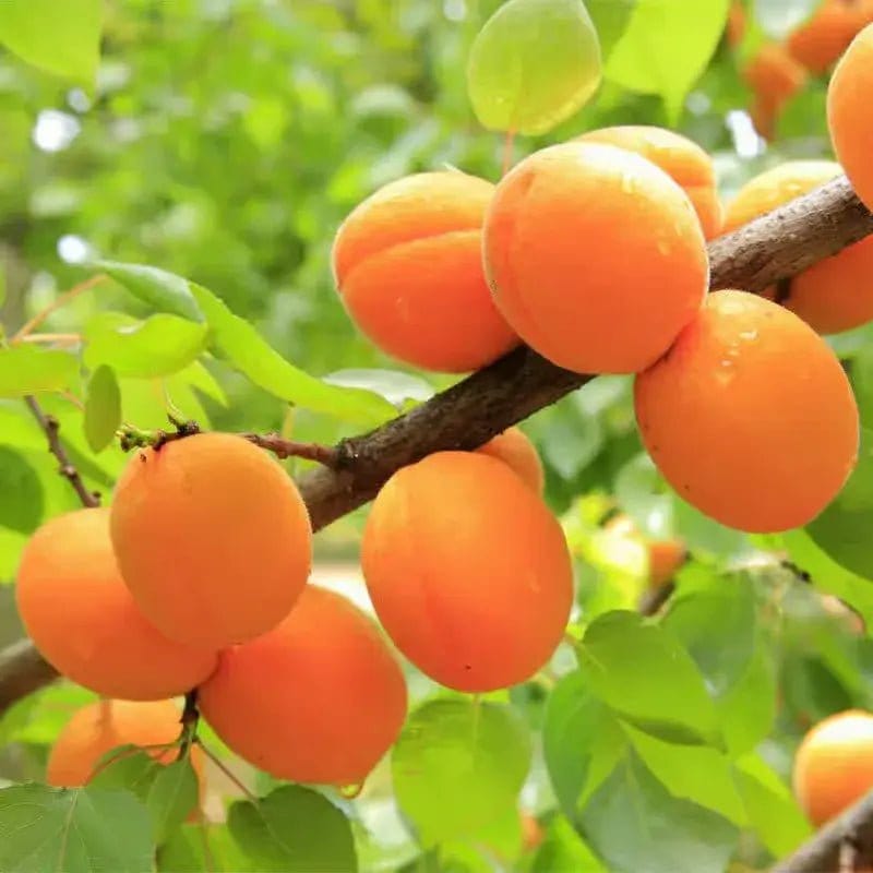 Buy Apricot Tree Online at TN Nursery 