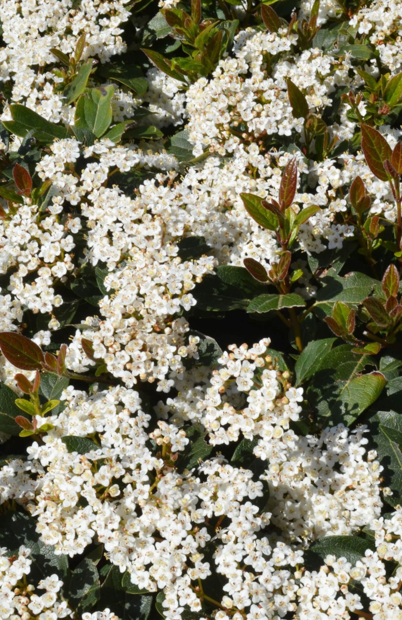 Buy Arrowwood Viburnum Online at TN Nursery 