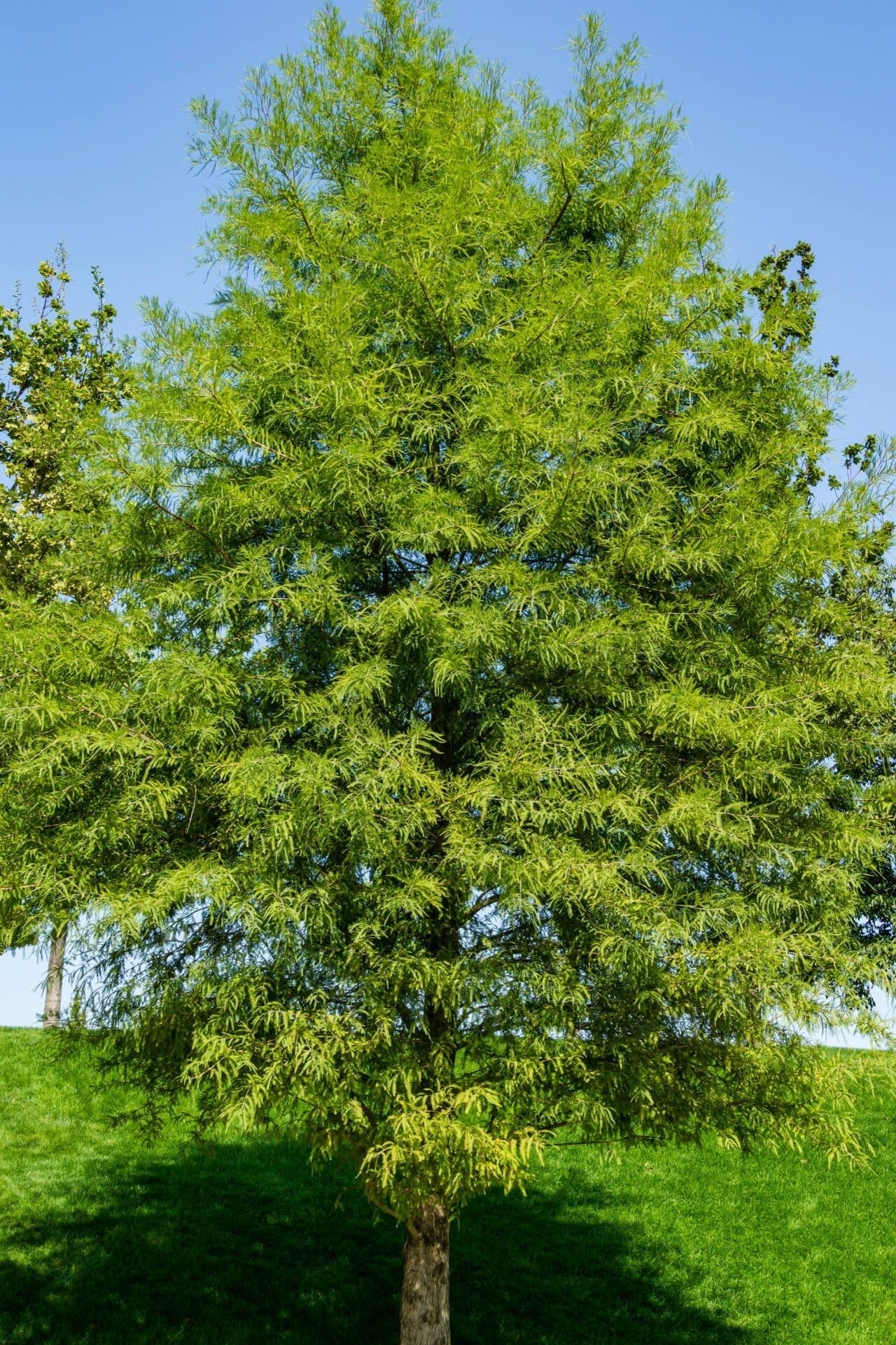 Buy Bald Cypress Tree Online at TN Nursery 
