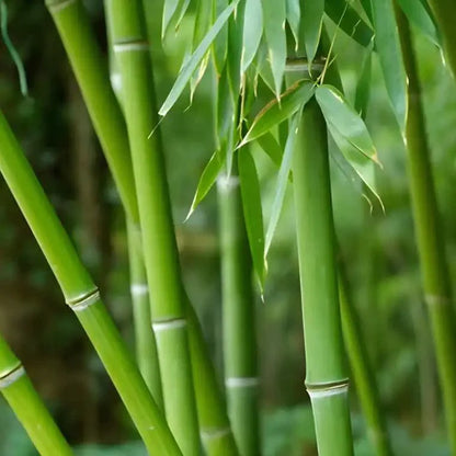 Bamboo Plant - Wholesale Nursery Co