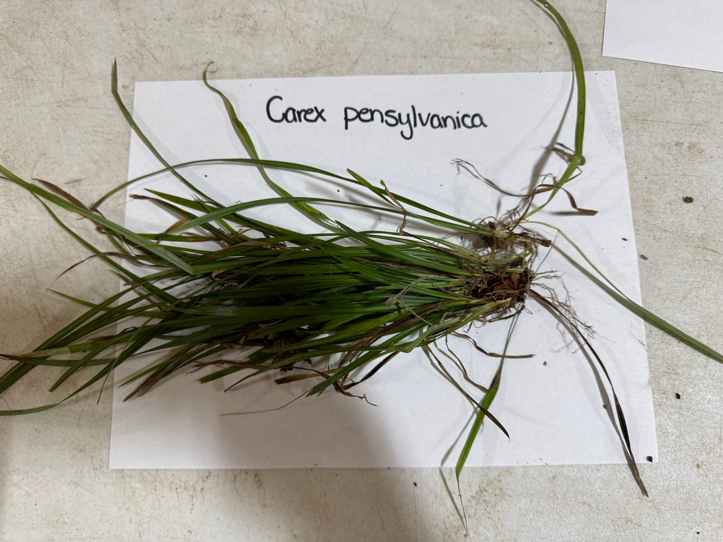 buy bareroot Pennsylvania Sedge online at TN Nursery 
