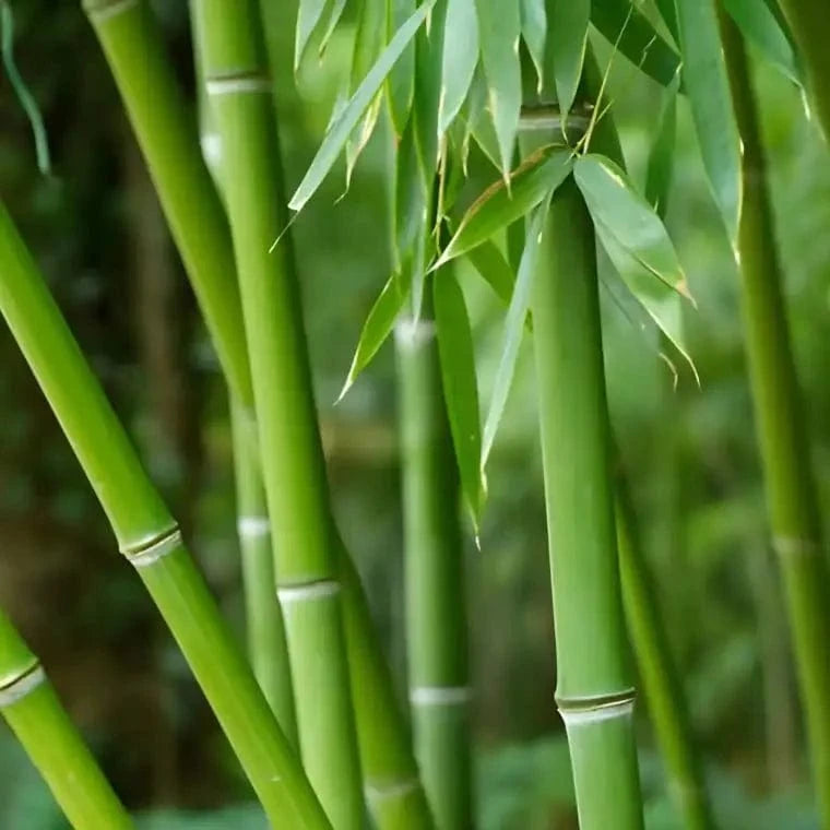 Buy Bareroot Bamboo Plant online at TN Nursery 