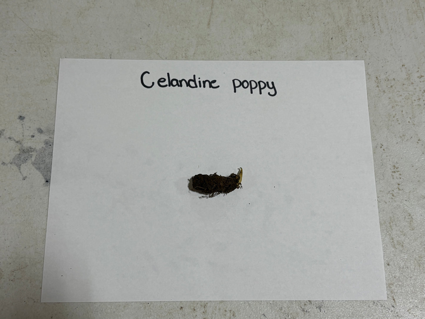 Buy bareroot Wood Poppy online at TN Nursery 