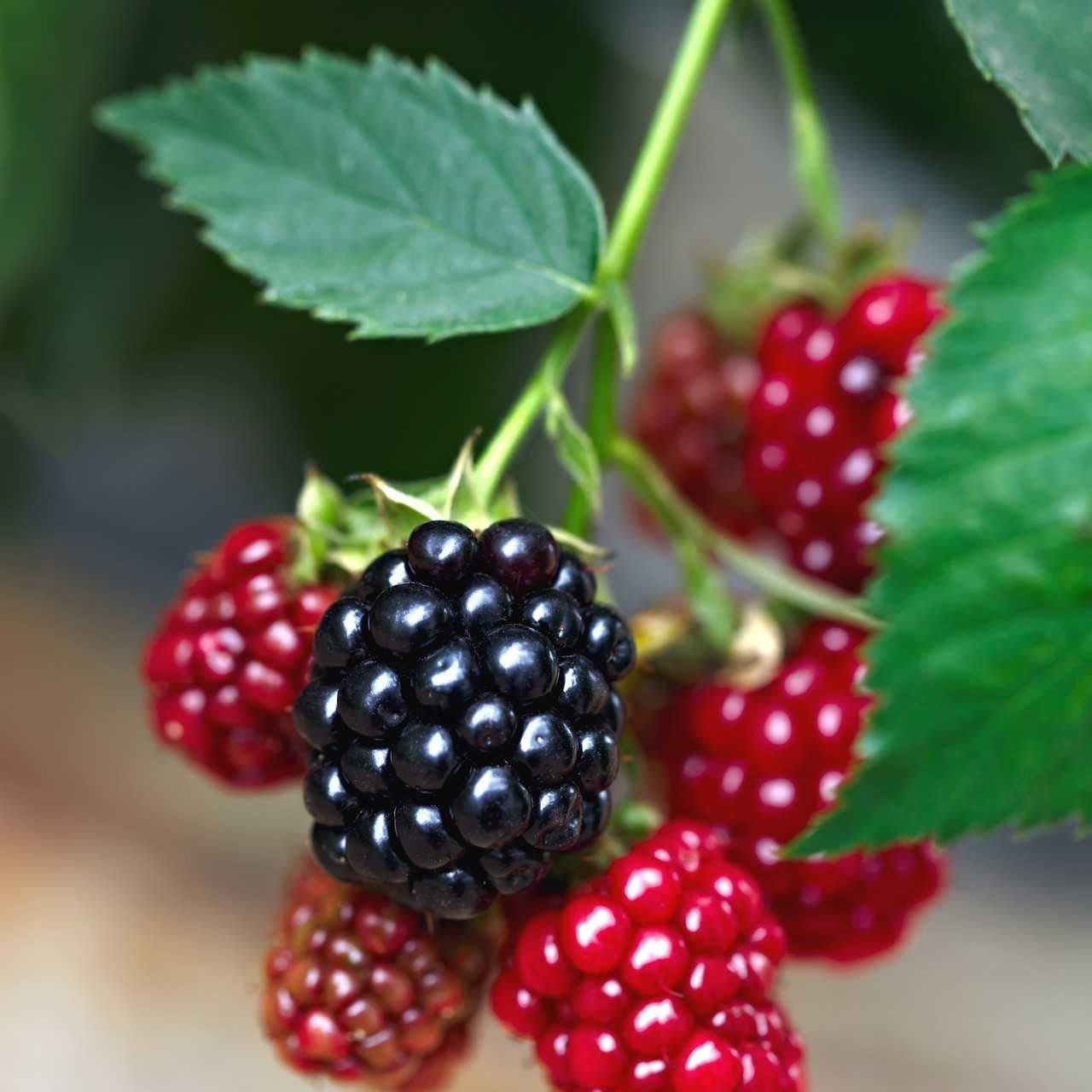 Buy Bareroot Dewberry Plant Online at TN Nursery 