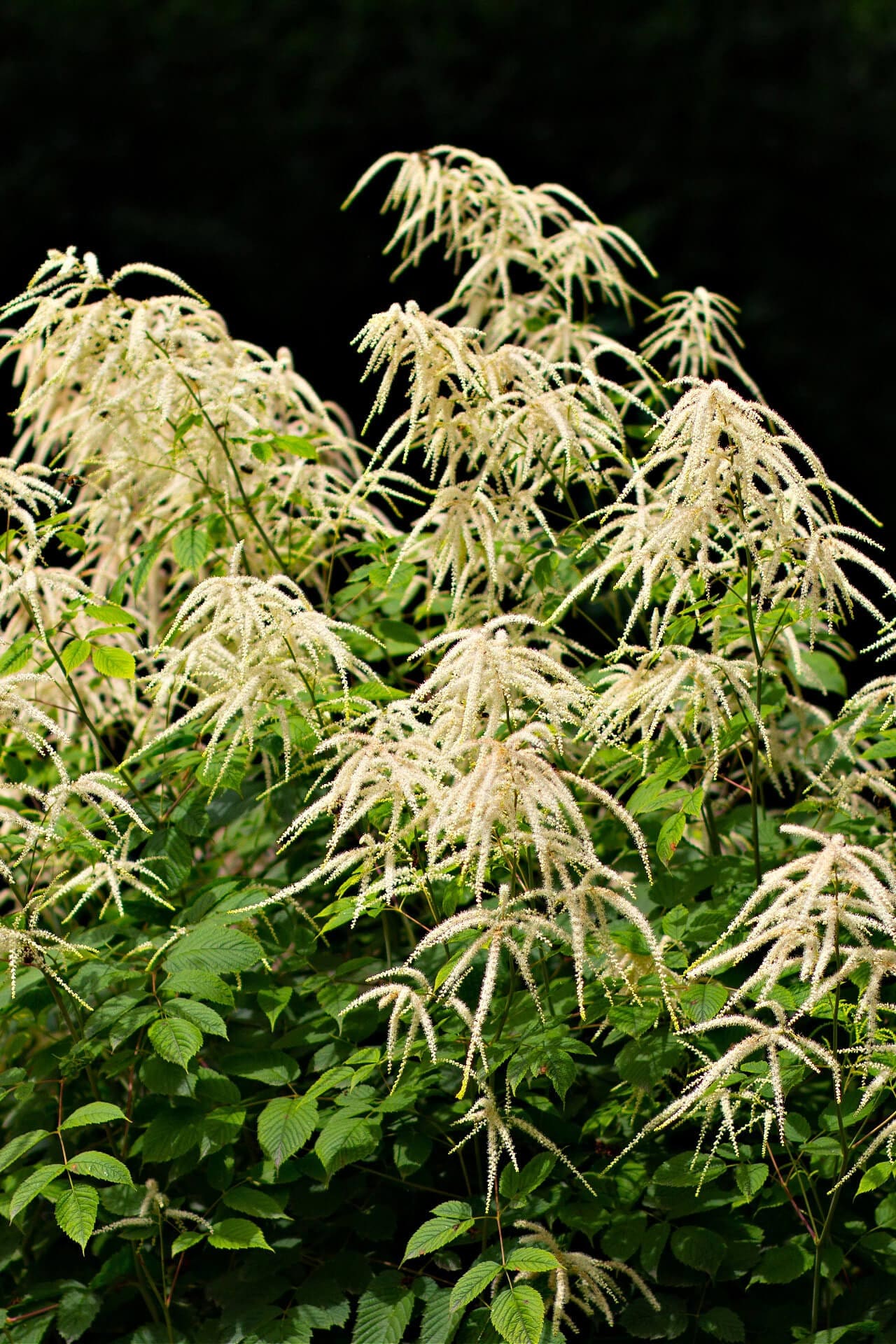 Buy Bareroot Goat's Beard Plant Online at TN Nursery 
