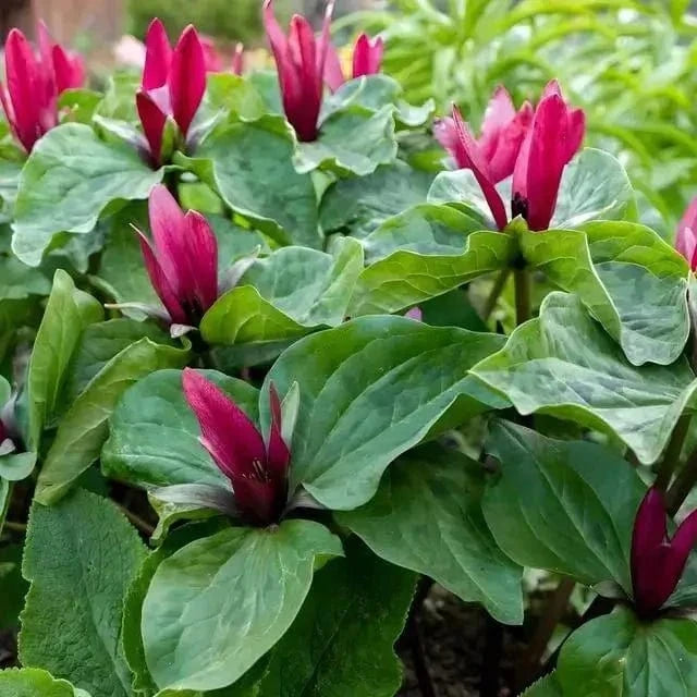 Buy Bareroot Ground Covers - 25 Plants Online at TN Nursery 