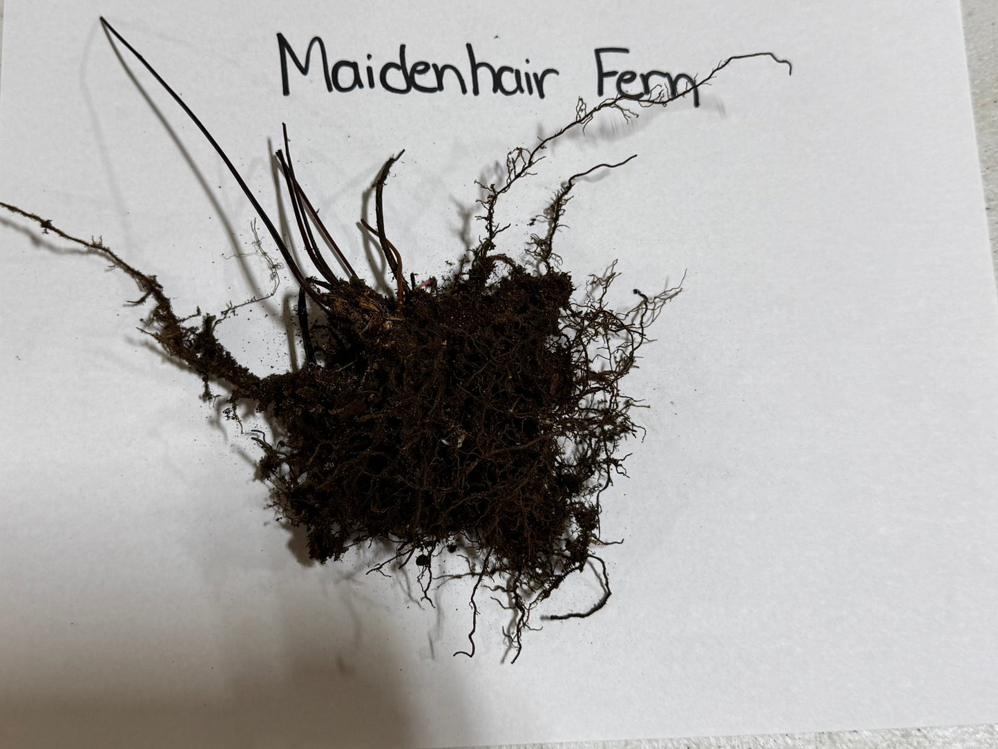 Buy Bareroot Maidenhair Fern Online at TN Nursery 