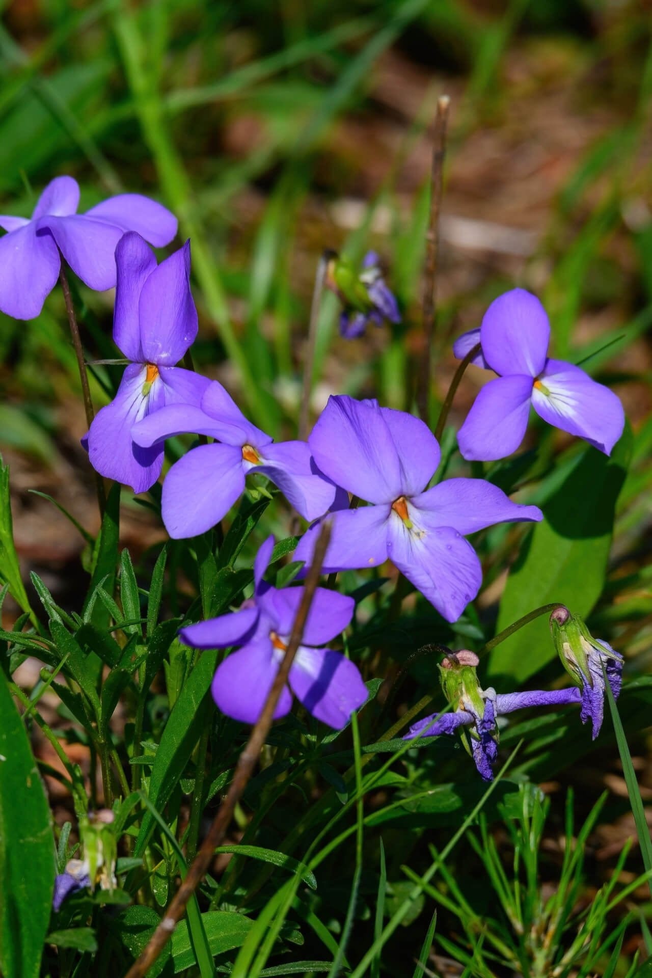 Buy Bird's Foot Violet Online at TN Nursery 