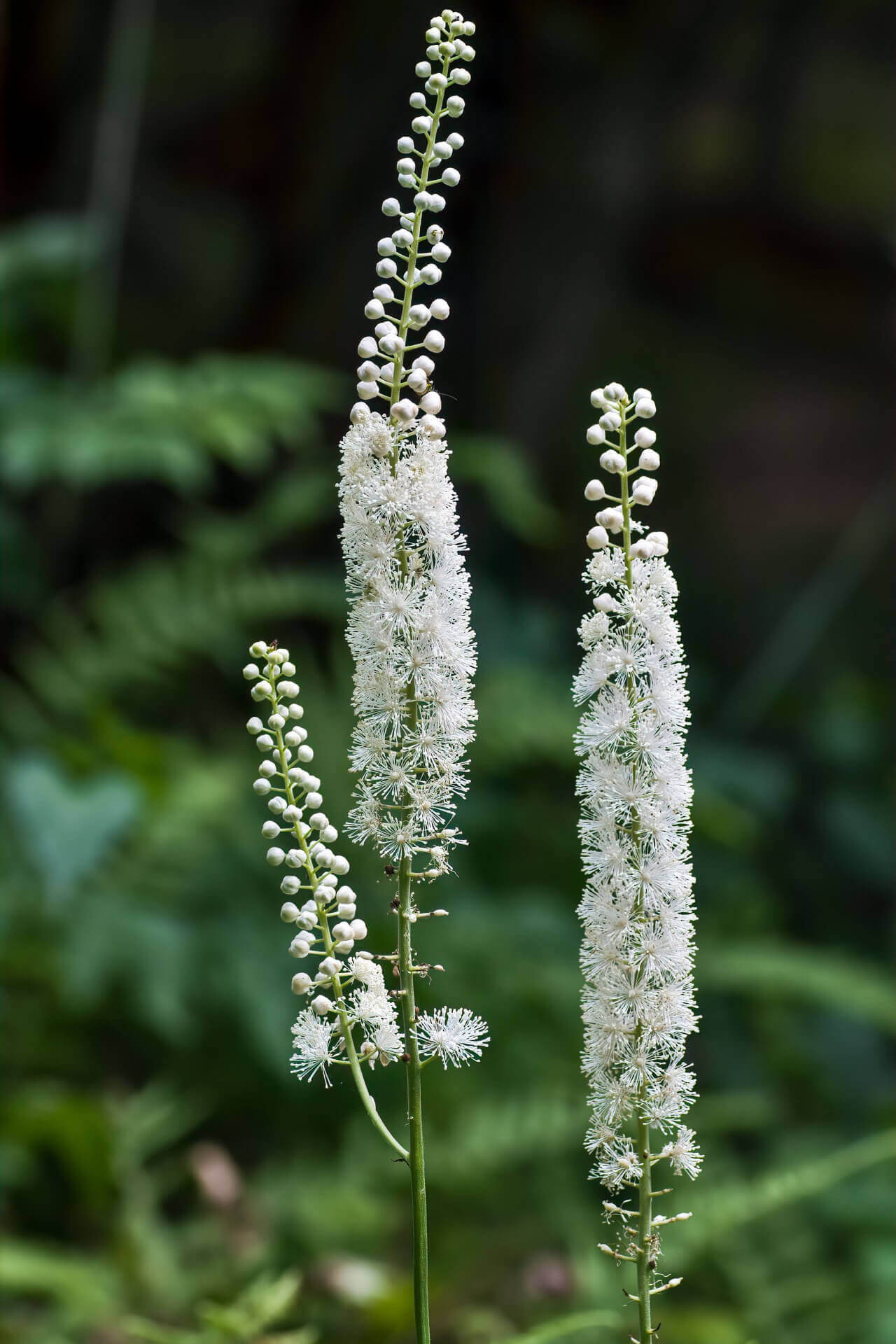 Buy Black Cohosh Online at TN Nursery 