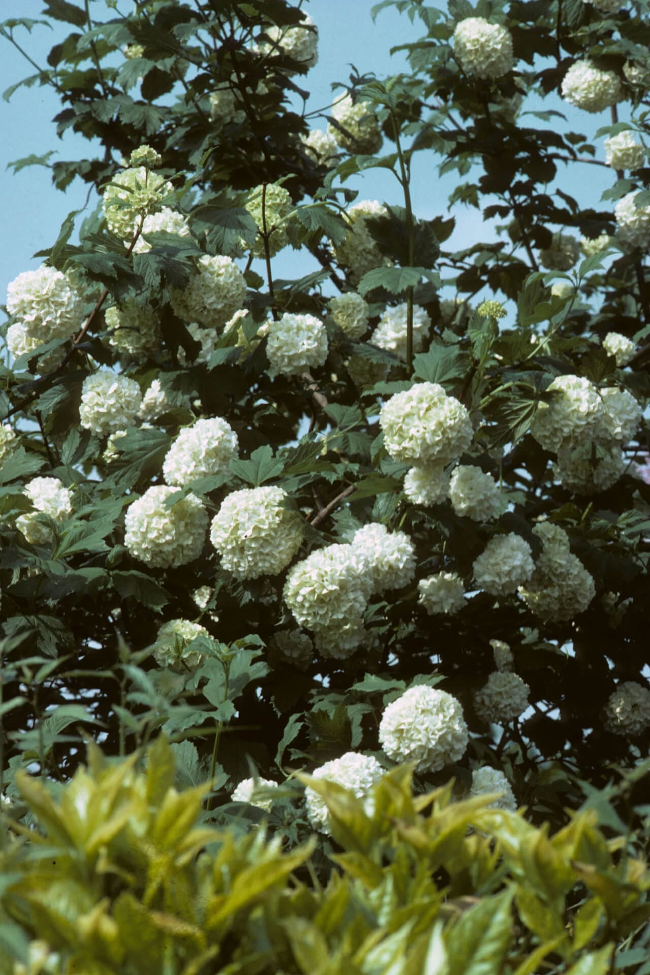 Buy Black Haw Viburnum Online at TN Nursery 