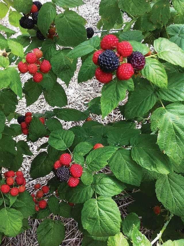 Buy Black Raspberry Online at TN Nursery 