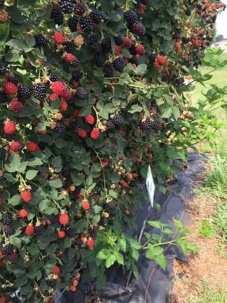 Buy Blackberry Plant Online at TN Nursery 