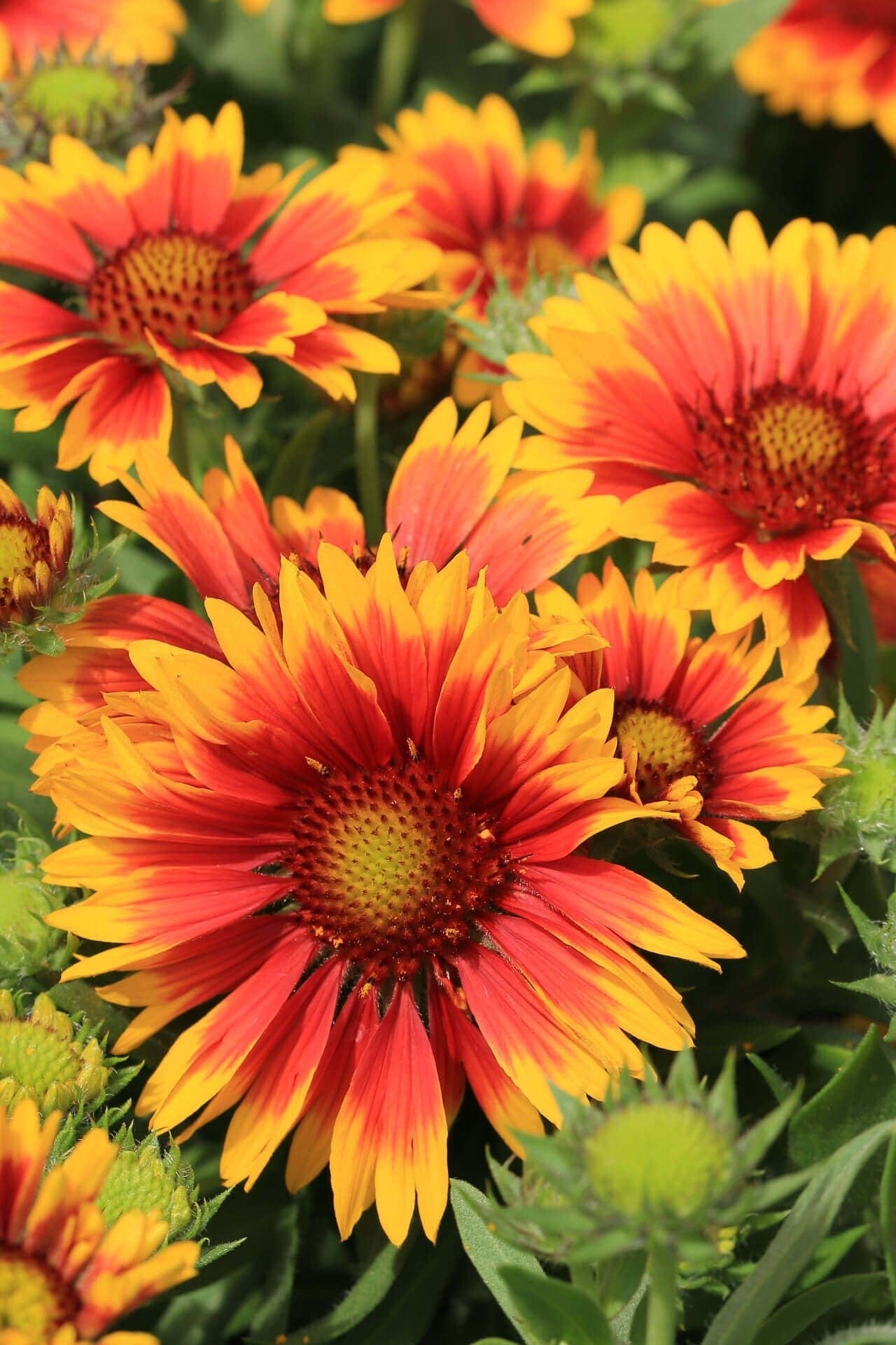 Buy Blanket Flower Online at TN Nursery 