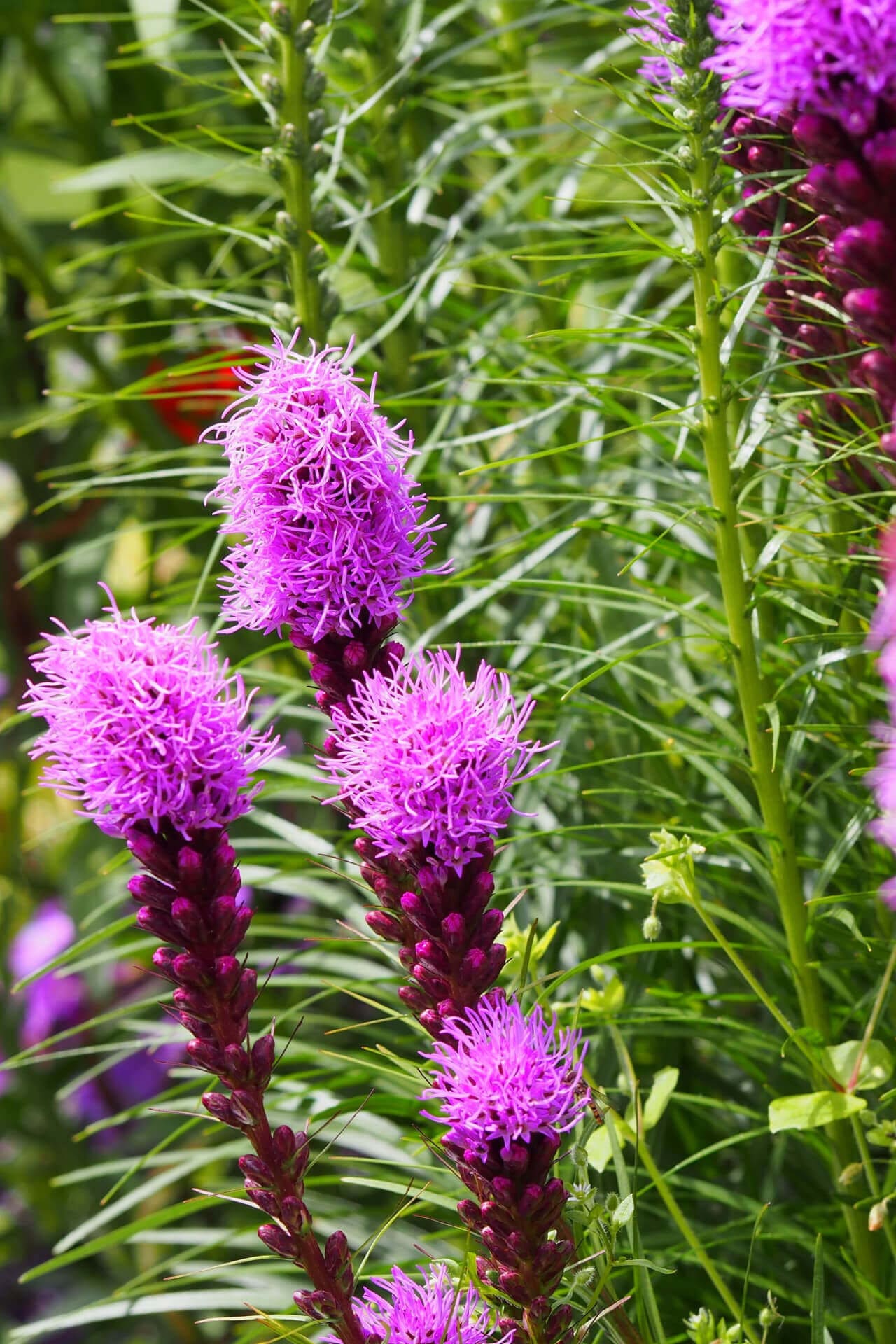Buy Blazing Star Online at TN Nursery 