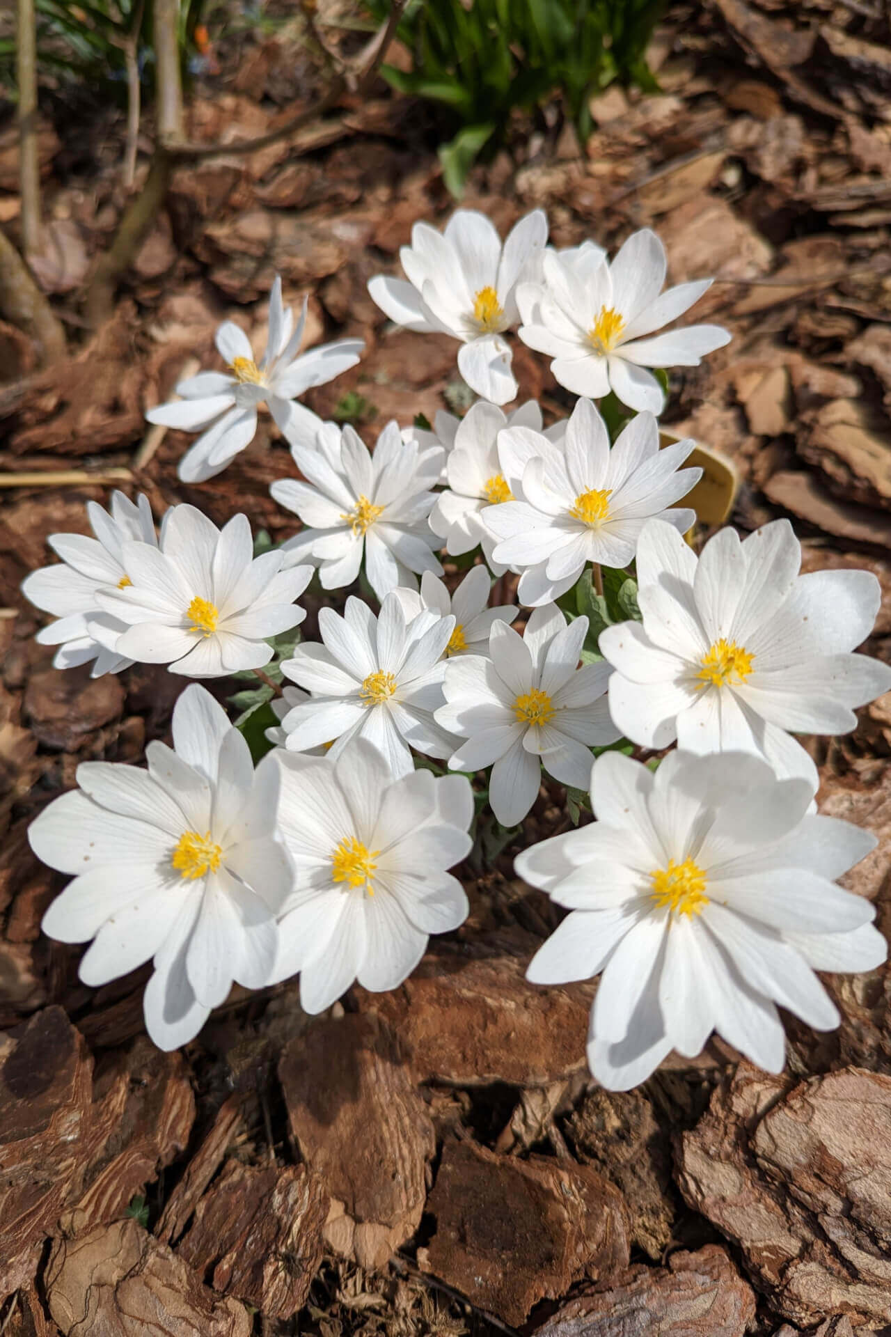 Buy  Blood Root Online at TN Nursery 