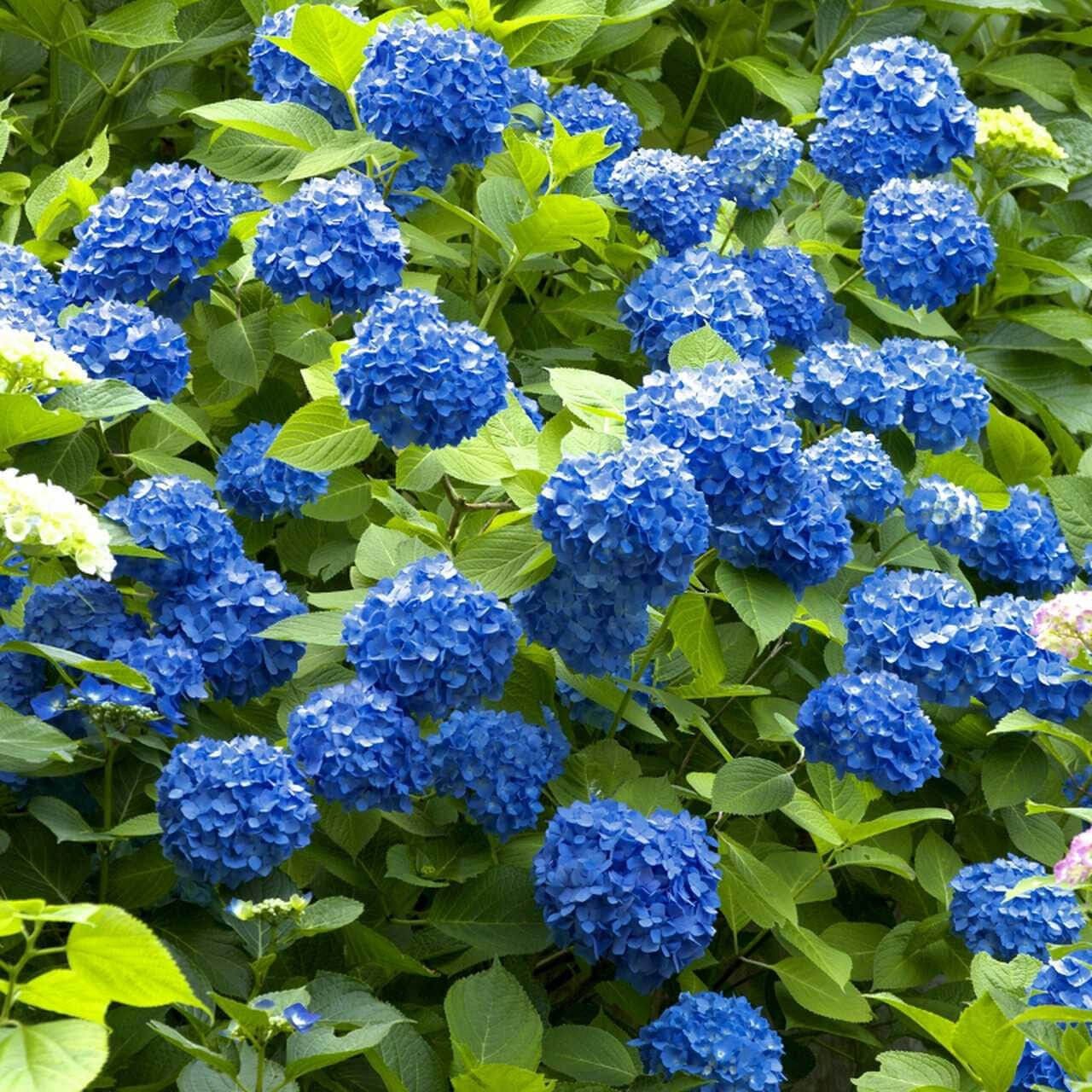 Buy Blue Hydrangea Online at TN Nursery 