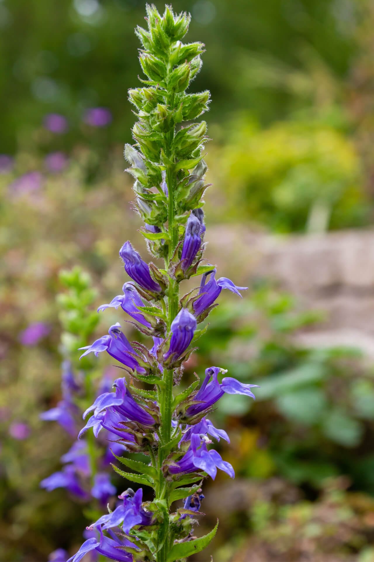 Buy Blue Lobelia online at TN Nursery 