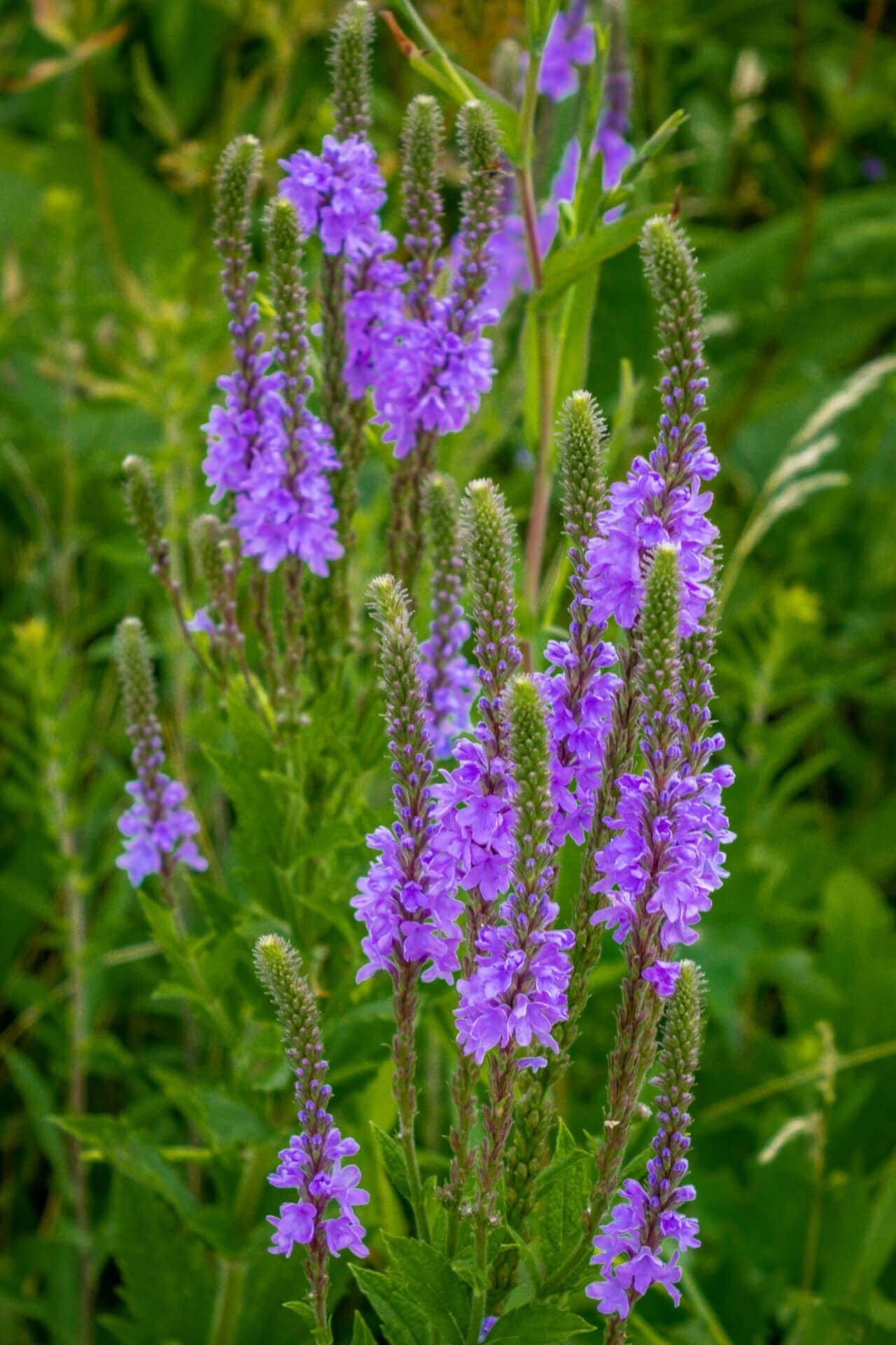 Buy Blue Vervain Online at TN Nursery 