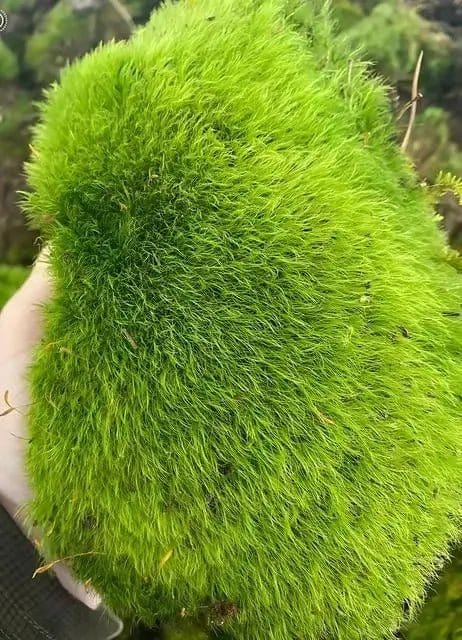 Buy Broom Forkmoss - 5 Square Feet Online at TN Nursery 