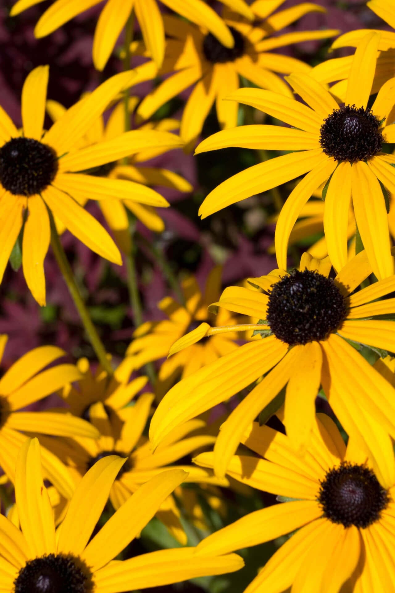 Buy Brown Eyed Susan Online at TN Nursery 