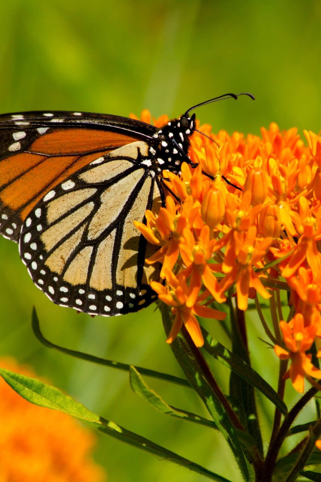 Buy Butterfly Weed Online at TN Nursery 