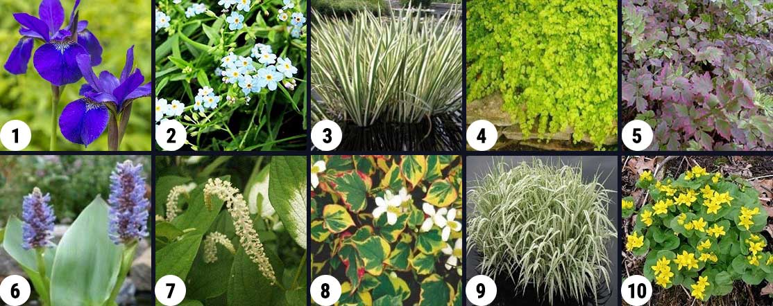 10 Water Garden Plants, online at TN Nursery 