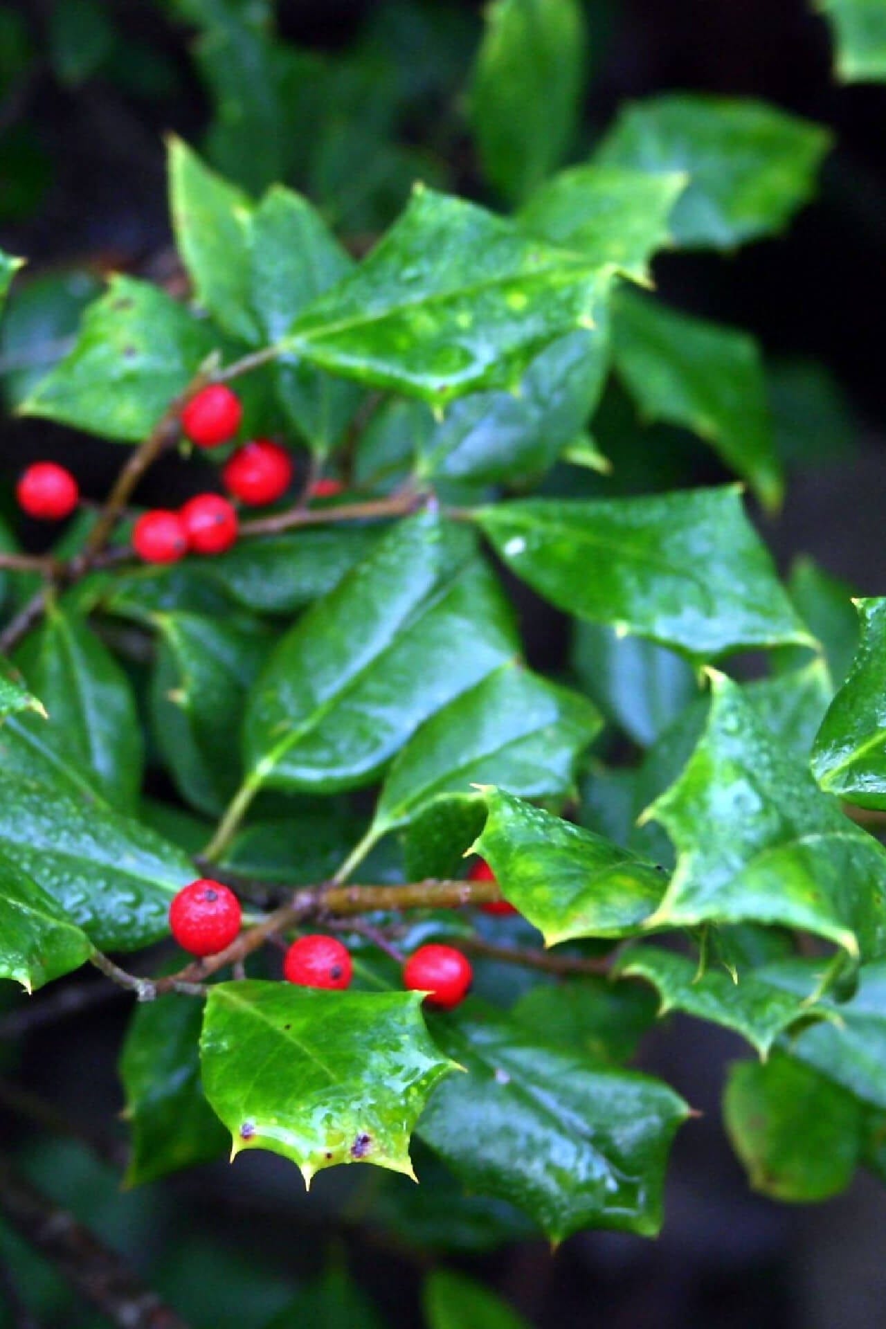 American Holly Online, buy 1 get 1 free at TN Nursery 