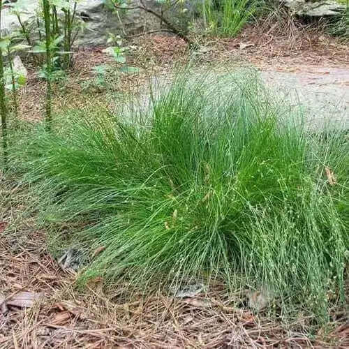 buy Appalachian Sedge - Package of 25 Plants Online at TN Nursery 